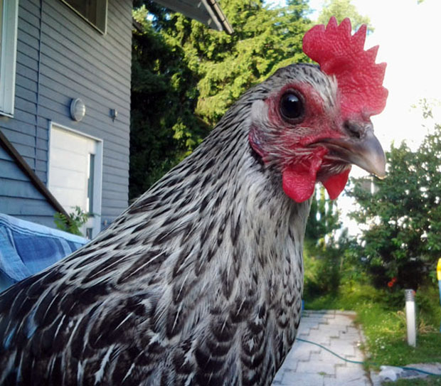 Pöö lähikuvassa. Kuva: Laitakaupungin kanat.