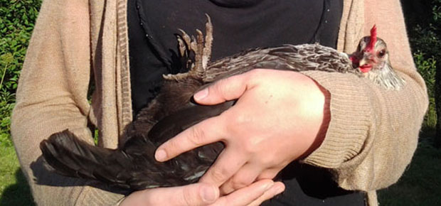 Pöö vauvana. Kuva: Laitakaupungin kanat.