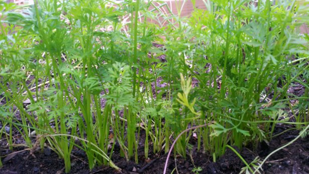 Puutarha opettaa. Porkkana. Kuva: Yle Olotila, Anni Alatalo.