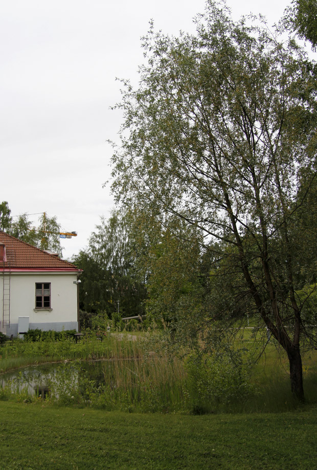 Nyt on virallisesti kesä. Kuva: Ada Pykäläniemi Nyt on virallisesti kesä. Kuva: Ada Pykäläniemi