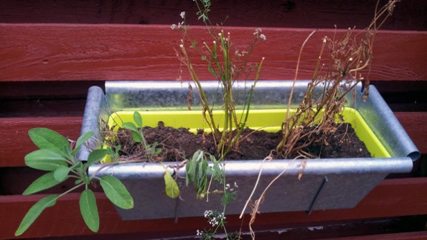 Puutarha opettaa. Yrtit. Kuva: Anni Alatalo, Yle Olotila.