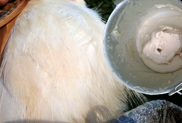 Reetan höyhenet ja raparperijäätelö. Kuva: Laitakaupungin kanat.