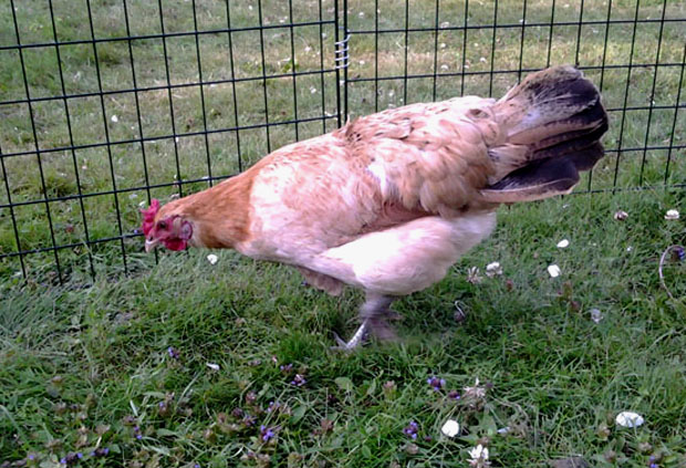 Reetta-kana. Kuva: Laitakaupungin kanat.