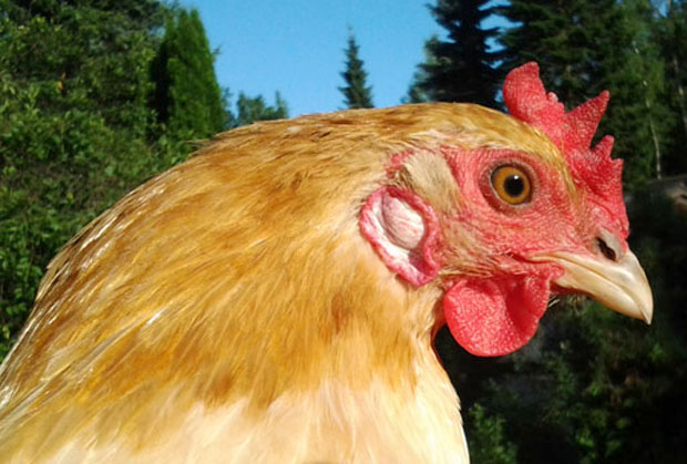 Reetta lähikuvassa. Kuva: Laitakaupungin kanat.