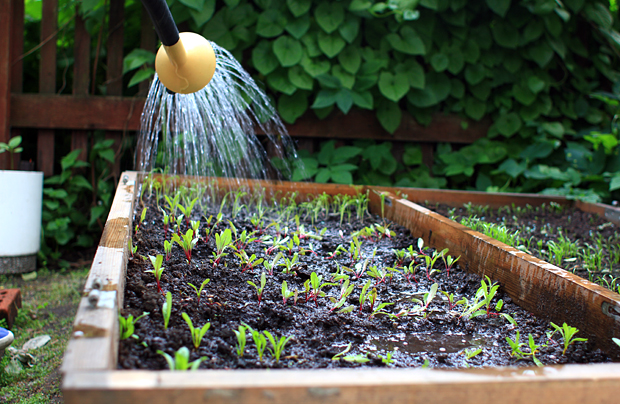 Kaupunkirenki viljelee toisen pihalla - kaikkien iloksi. Kuva: Siiri Huttunen