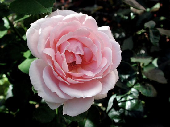 Lastenpsykiatri Janna Rantala: Elämäni äitienpäivät. Kuva: Arja Lento, Yle Kuvapalvelu Lastenpsykiatri Janna Rantala: Elämäni äitienpäivät. Kuva: Arja Lento, Yle Kuvapalvelu