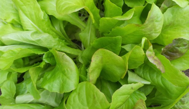 Puutarha opettaa. Salaatti. Kuva: Yle Olotila, Anni Alatalo.