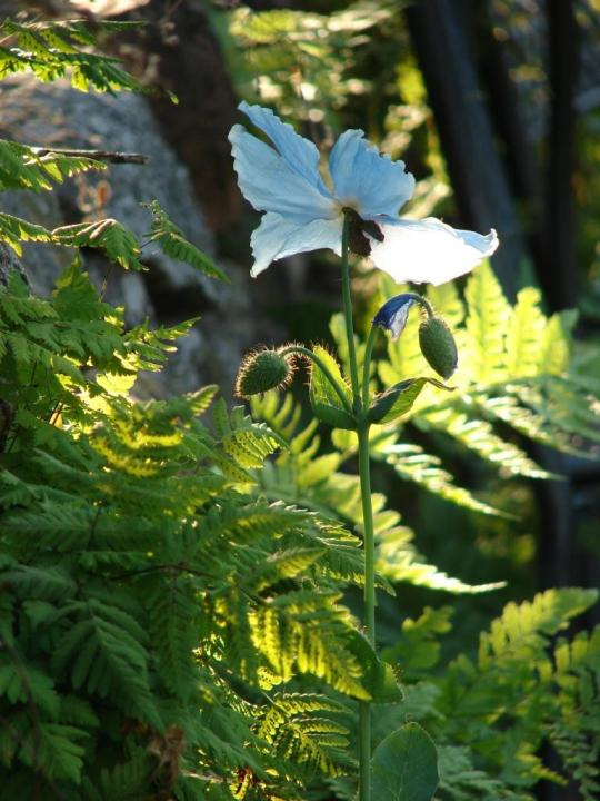 Sinivaleunikko. Kuva: Maria Sinivaleunikko. Kuva: Maria