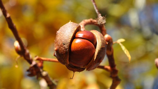 Puutarhan syystyöt, kuva: stock.xchng, Thomas Möller.