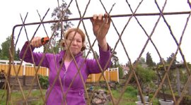 Tukirakennelmia köynnöskasveille. Kuva: Yle