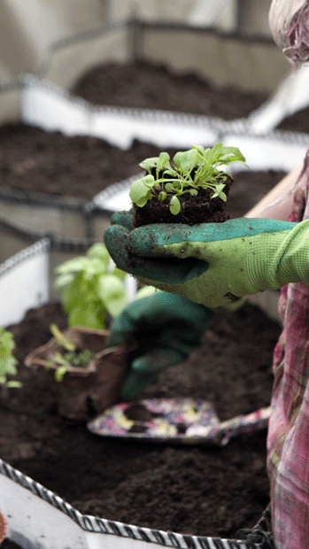 Viljeleminen on kokeilua. Kuva: Rosemarie Särkkä Viljeleminen on kokeilua. Kuva: Rosemarie Särkkä