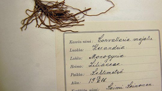 Lähes sadan vuoden takaa. Kuva: Sanna Kähkönen, Yle