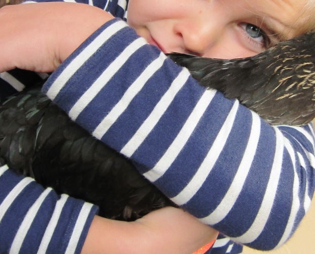 Kanan halaus. Kuva: Laitakaupungin kanat.