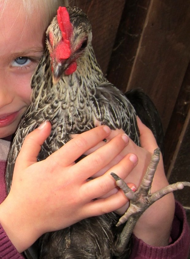 Hali vielä. Kuva: Laitakaupungin kanat. Hali vielä. Kuva: Laitakaupungin kanat.