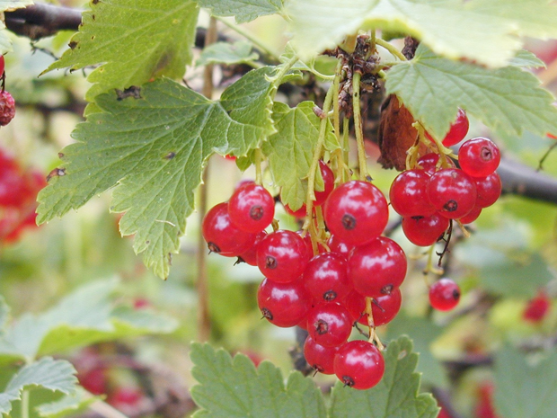Permakulttuuria! Suunnittele pihasi ekologisesti kestäväksi. Kuva: Juha Silander, Yle Permakulttuuria! Suunnittele pihasi ekologisesti kestäväksi. Kuva: Juha Silander, Yle