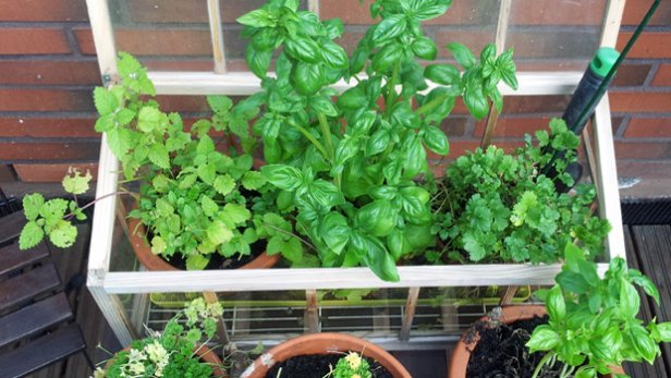 Puutarha opettaa. Yrtit. Kuva: Anni Alatalo, Yle Olotila.