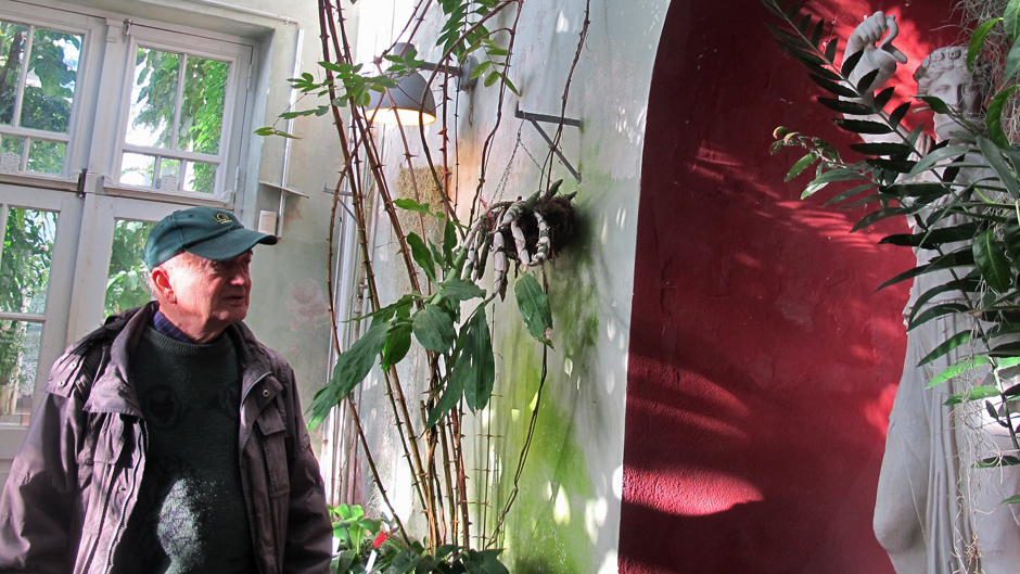 Minna Pyykön maailma: Pentti Alangon puutarhatarinoita