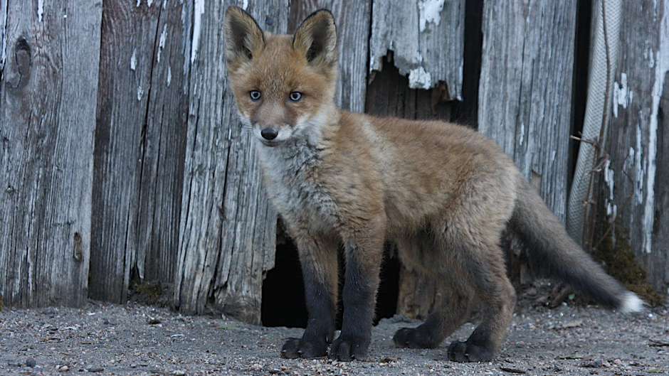 Viikon luontoääni: Kettu