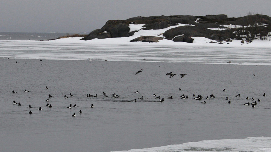 Luonto-Suomi.: Ahvenanmaan linnut Luonto-Suomessa