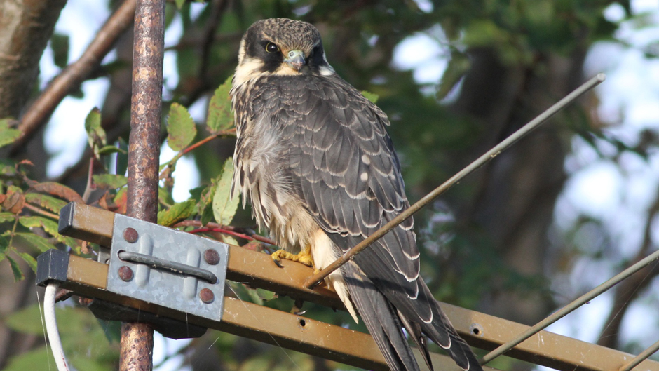 Viikon luontoääni: Nuolihaukka