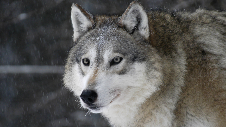 Minna Pyykön maailma: Osmo Rauhalan eläintarinoita