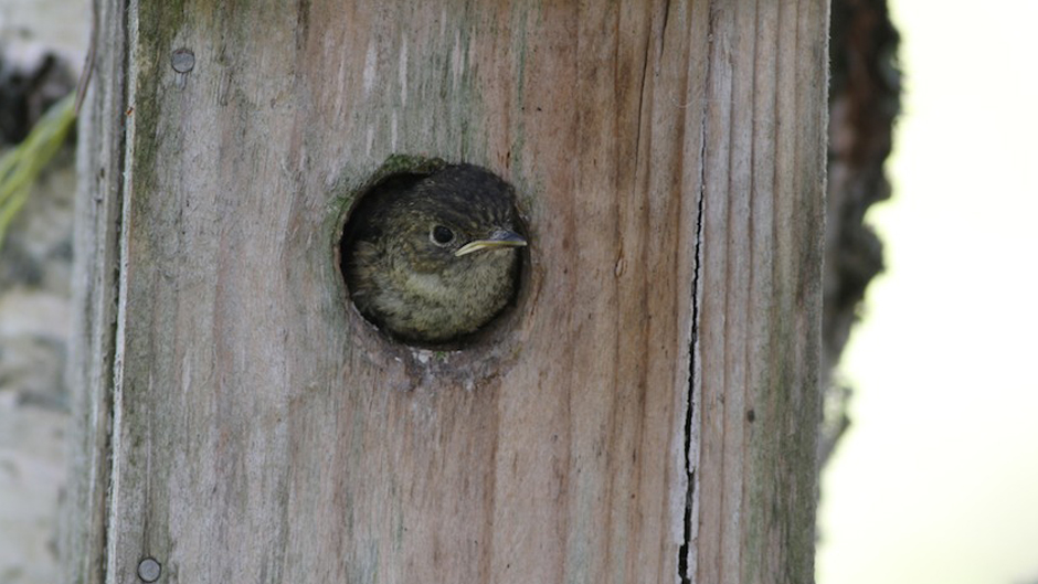 Luonto-Suomi.: Kirjosiepon pöntöllä