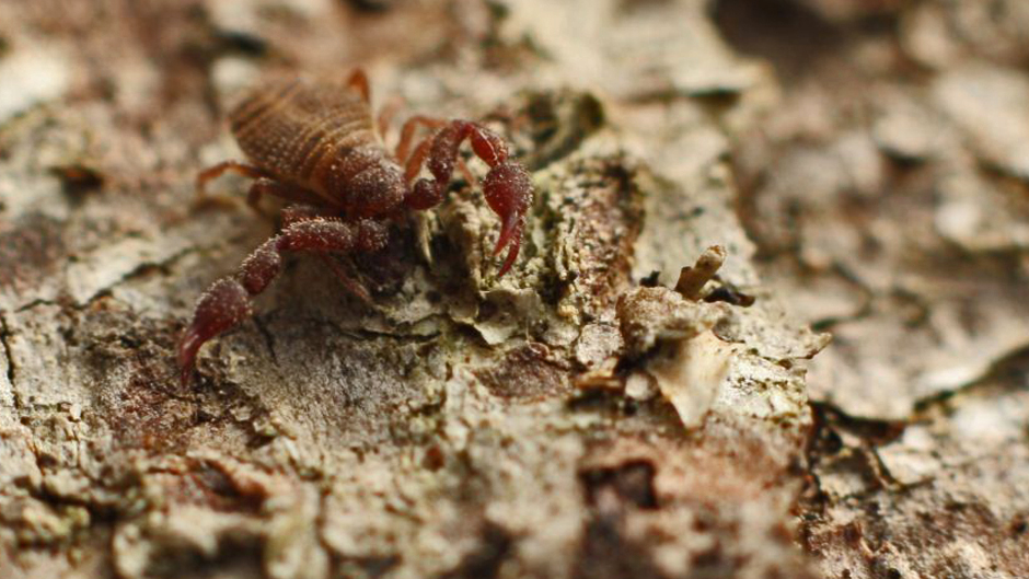 Minna Pyykön maailma: Lukit ja valeskorpionit