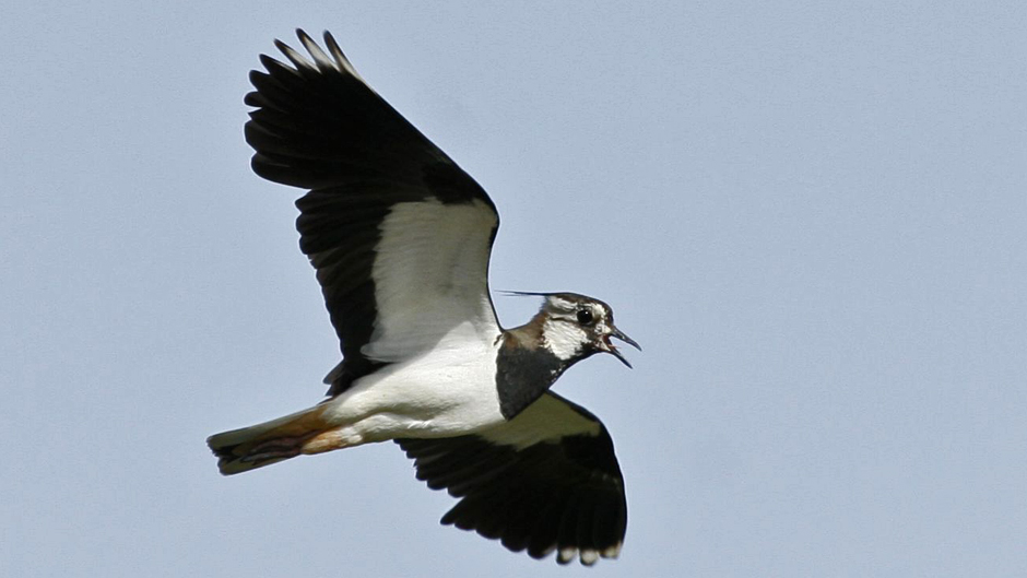 Viikon luontoääni: Töyhtöhyyppä