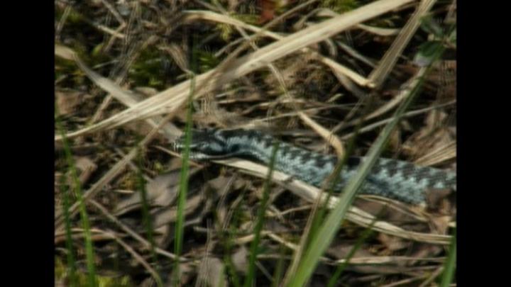 Luontoillan videot: Miten kyypakkaus tehdään?