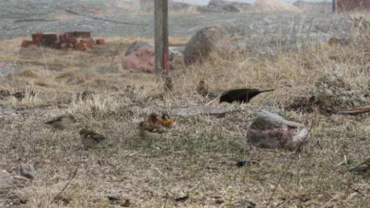 Luontoillan videot: Lintuja pihapiirissä