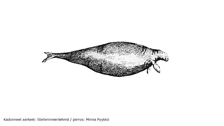 Kadonneet aarteet: Stellerinmerilehmä