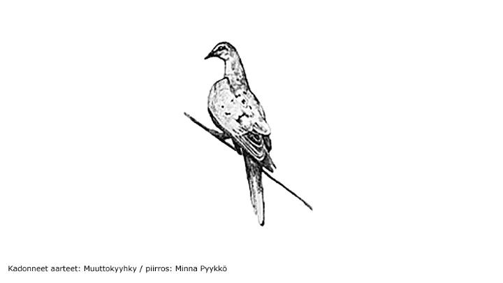 Kadonneet aarteet: Muuttokyyhky