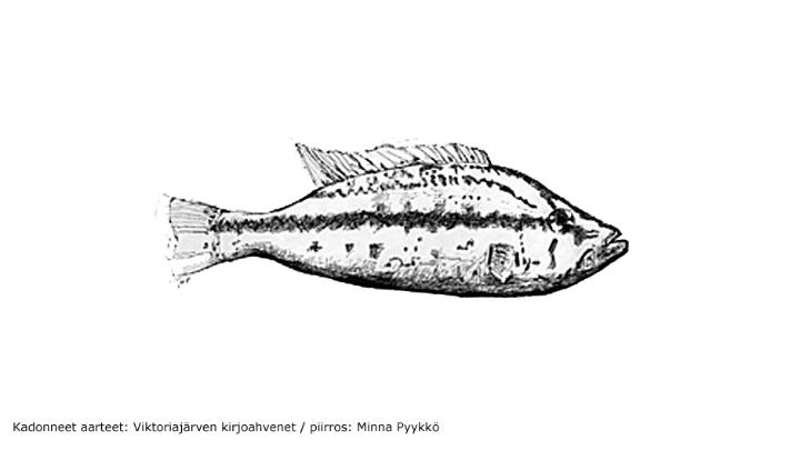 Kadonneet aarteet: Viktoriajärven kirjoahvenet