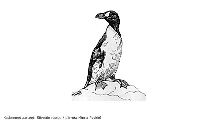 Kadonneet aarteet: Siivetön ruokki