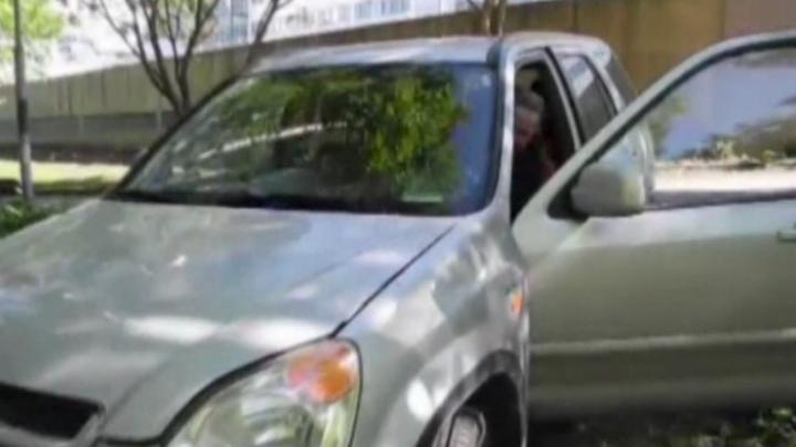 Luontoillan videot: Pellin alla piilee västäräkkivoimia