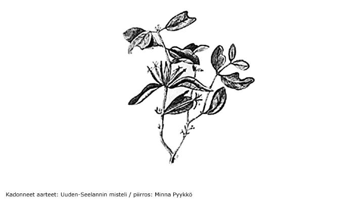 Kadonneet aarteet: Uuden-Seelannin misteli