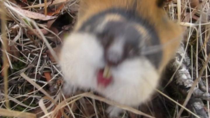 Luontoillan videot: Tunturisopuli näytti hampaansa