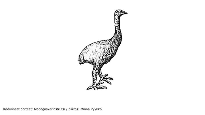Kadonneet aarteet: Madagaskarinstrutsi