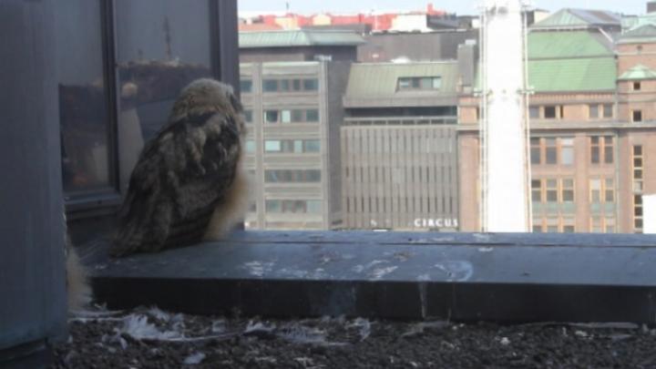 Luontoillan videot: Helsingin huuhkajat