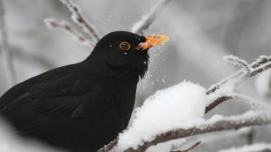 Luonto-Suomi.: Luonto-Suomen talviruokintailta