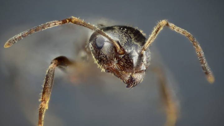 Minna Pyykön maailma: Ötököitä lähikuvissa
