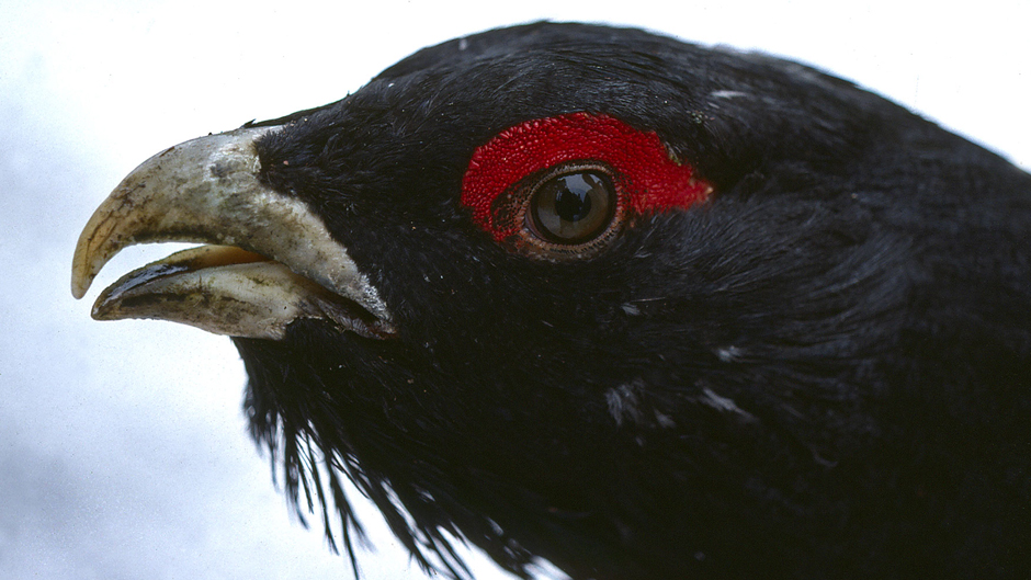 Viikon luontoääni: Metso