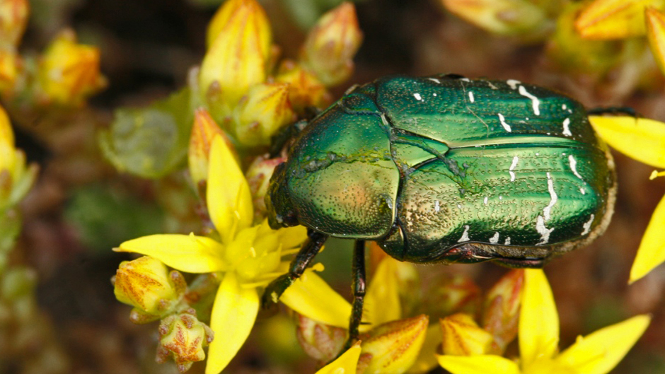Minna Pyykön maailma: Kirjailija Leena Krohn, ötökät ja kauneuden mysteeri