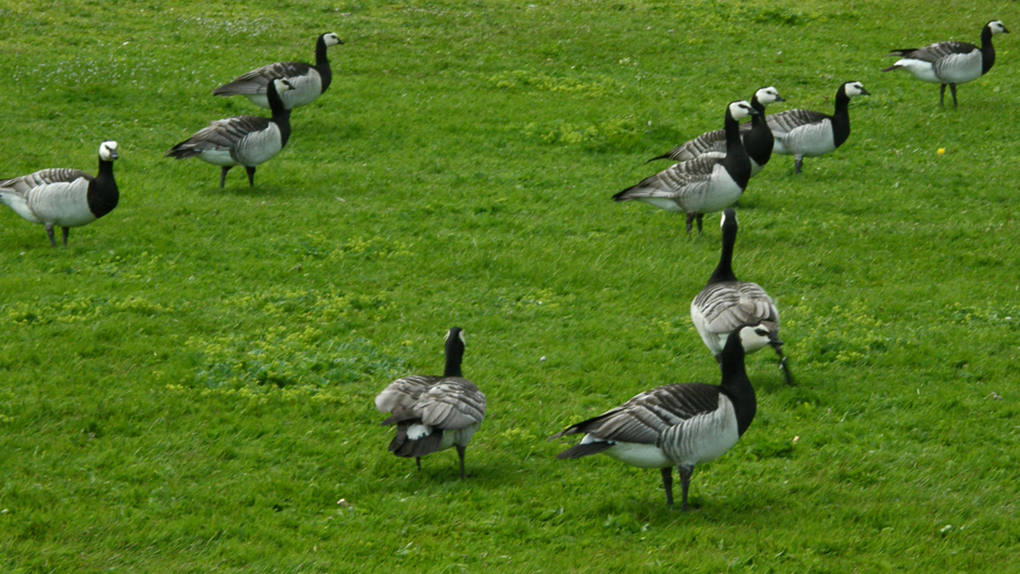 Viikon luontoääni: Valkoposkihanhi