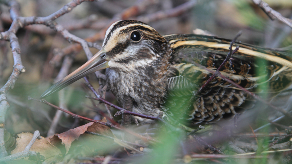 Viikon luontoääni: Jänkäkurppa
