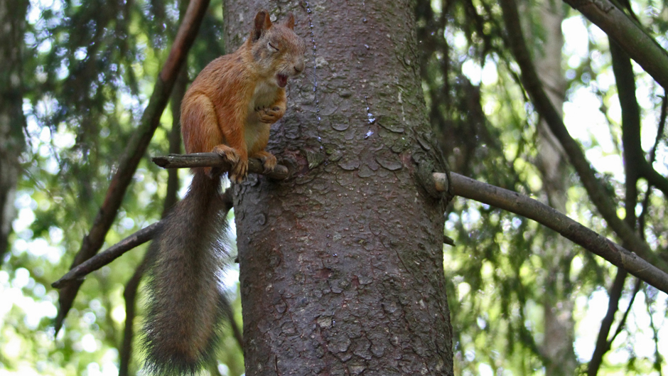 Luontoretki.: Uuden vuoden lupauksia
