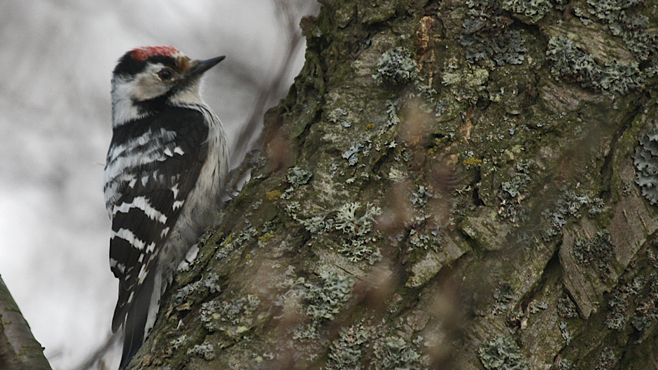 Viikon luontoääni: Pikkutikka