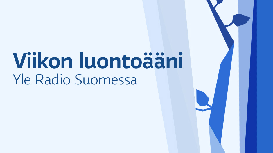 Viikon luontoääni: Kotisirkka
