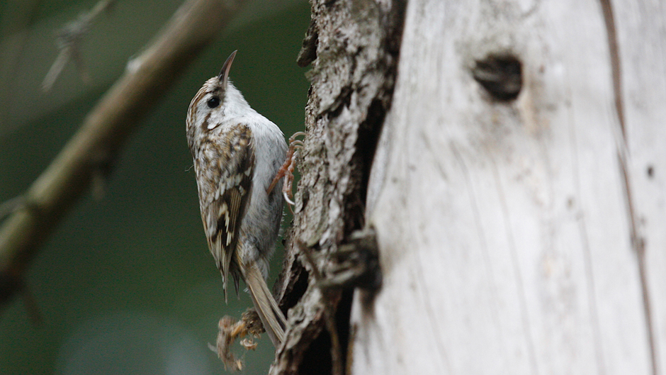 Viikon luontoääni: Puukiipijä