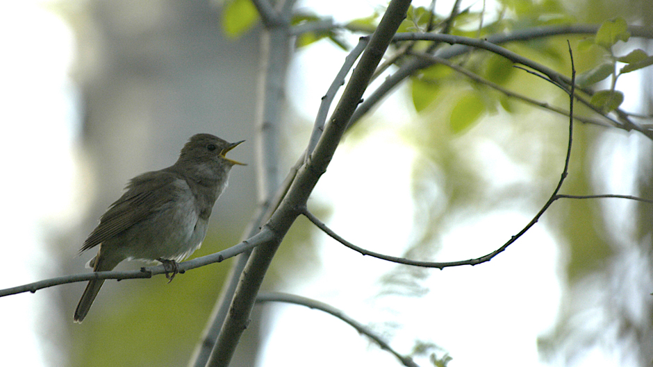 Viikon luontoääni: Satakieli